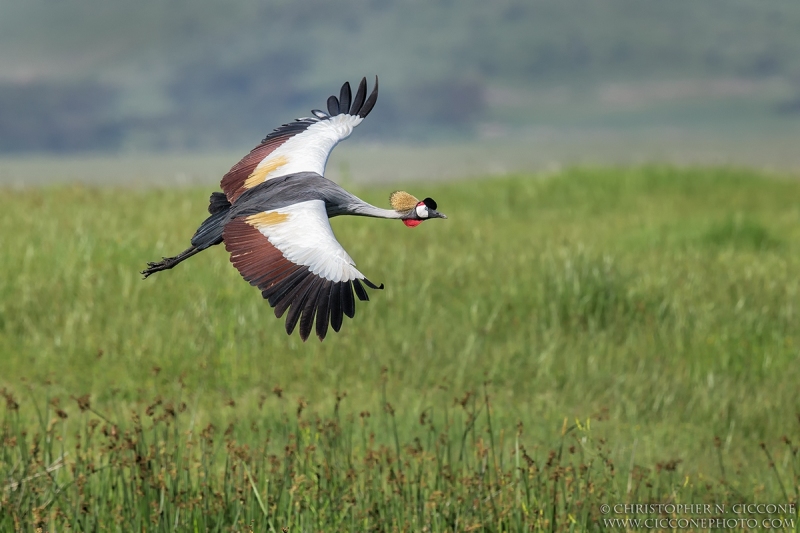 Grey Crowned-Crane