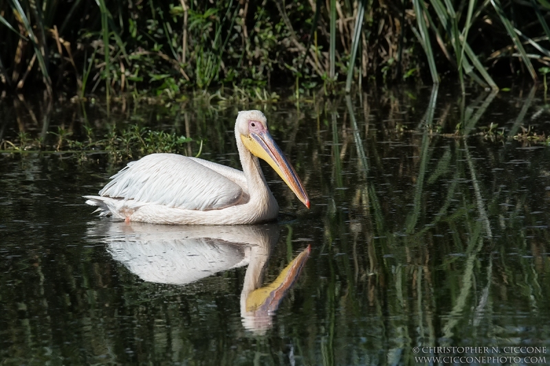 Great White Pelican