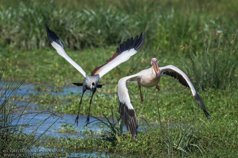 Grey Crowned-Crane