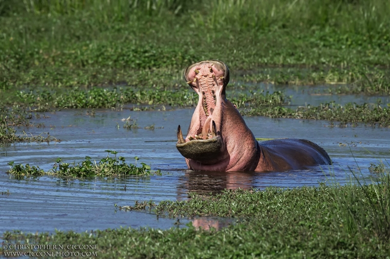 Common Hippopotamus