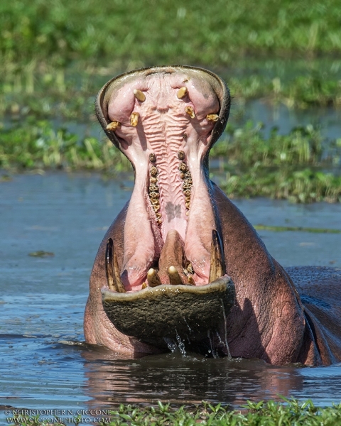 Common Hippopotamus