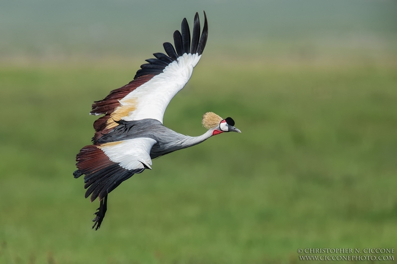 Grey Crowned-Crane