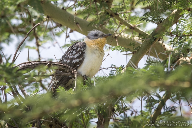 Great Spotted Cuckoo