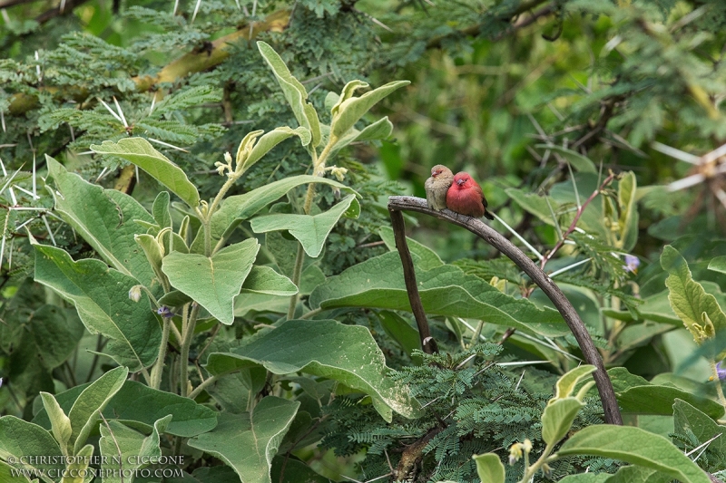 Firefinches