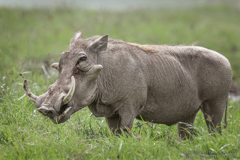 Warthog