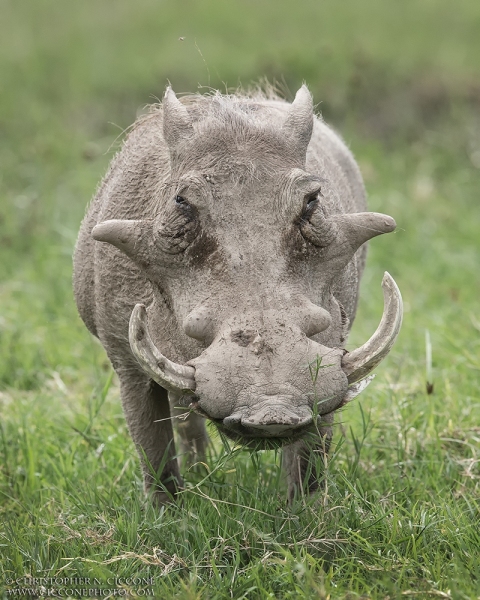 Warthog