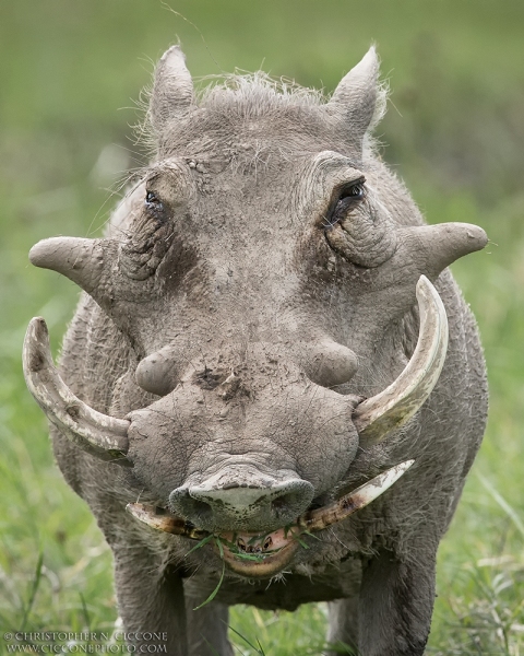 Warthog