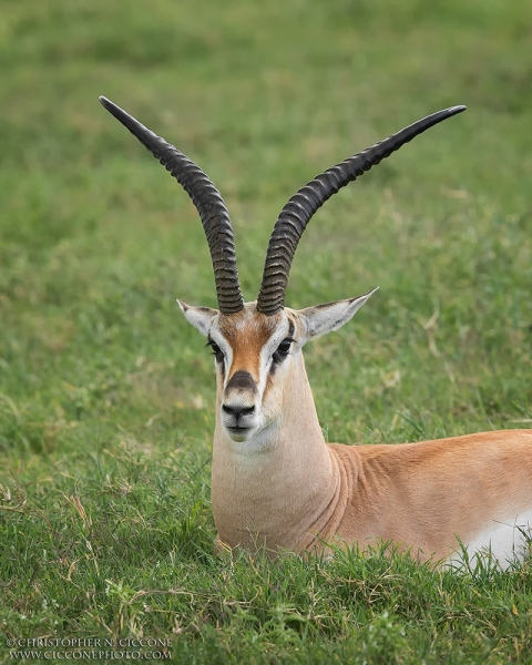 Grant's Gazelle