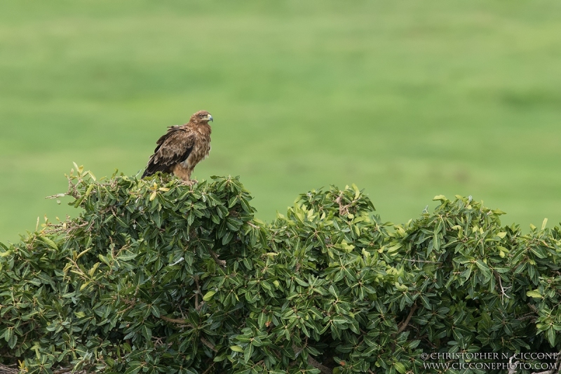 Tawny Eagle