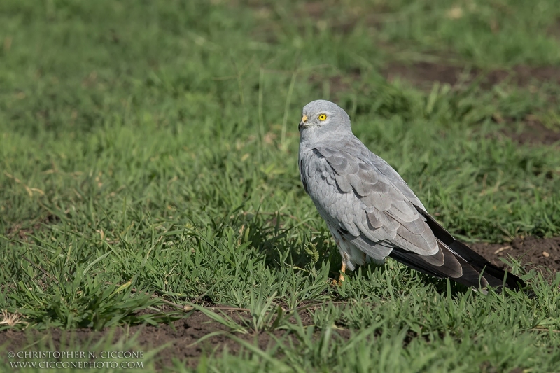 Montagu's Harrier