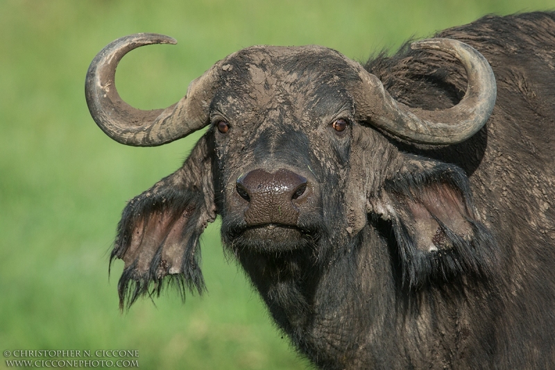 Savanna Buffalo