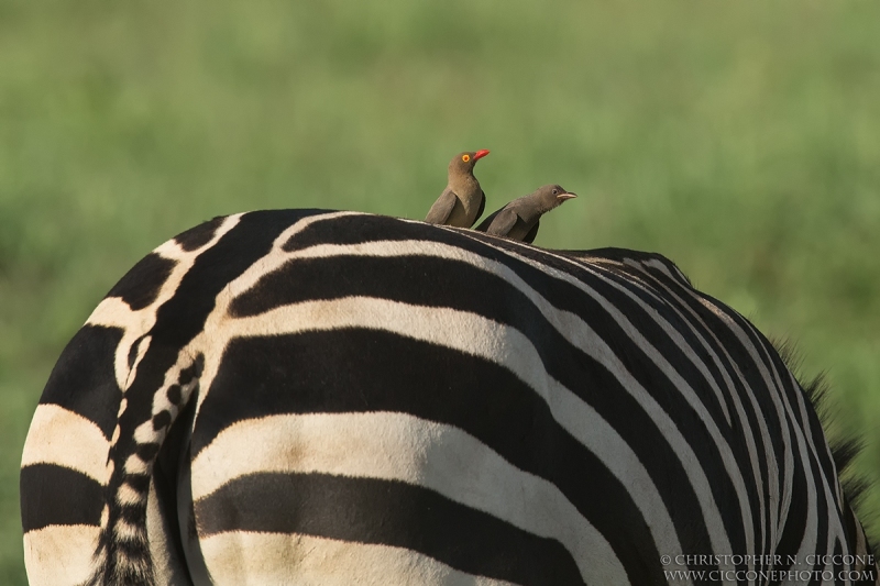 Plains Zebra with Oxpeckers