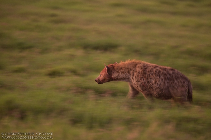 Spotted Hyaena