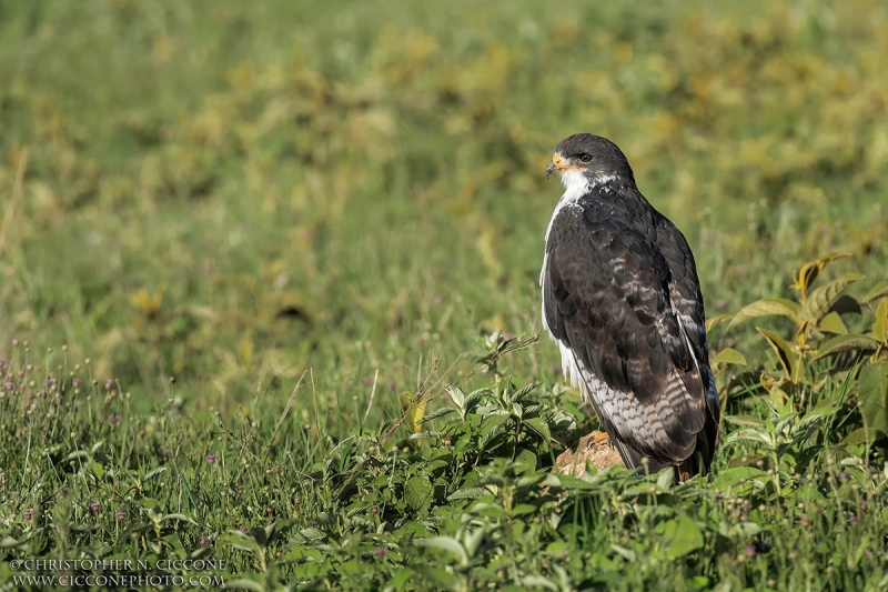 Augur Buzzard