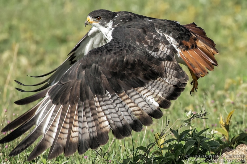 Augur Buzzard