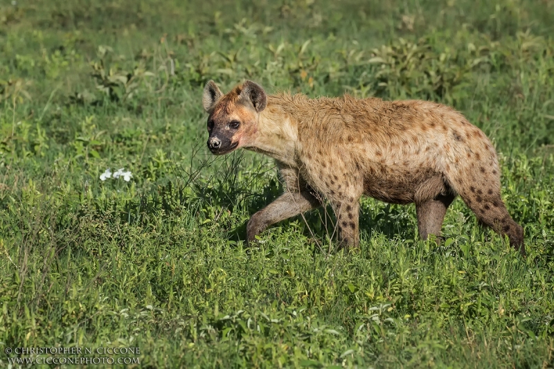 Spotted Hyaena