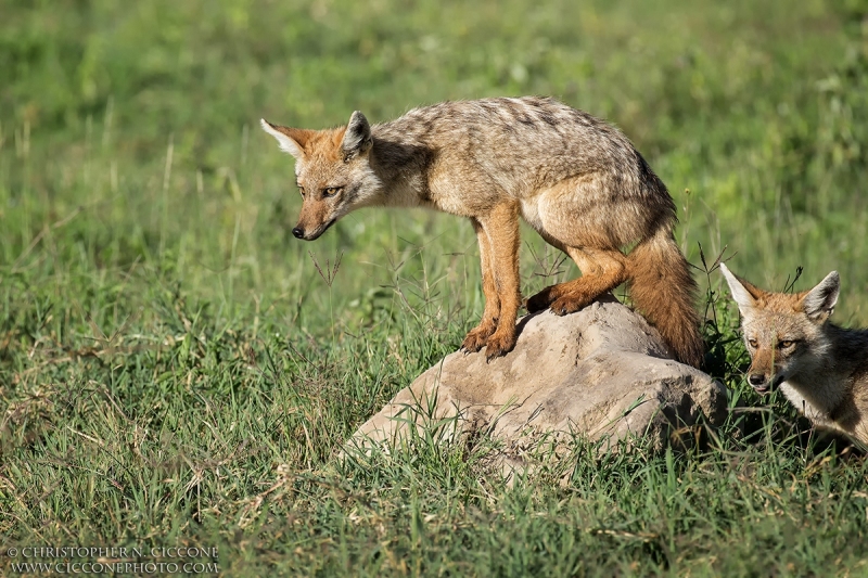 Common/Golden Jackal