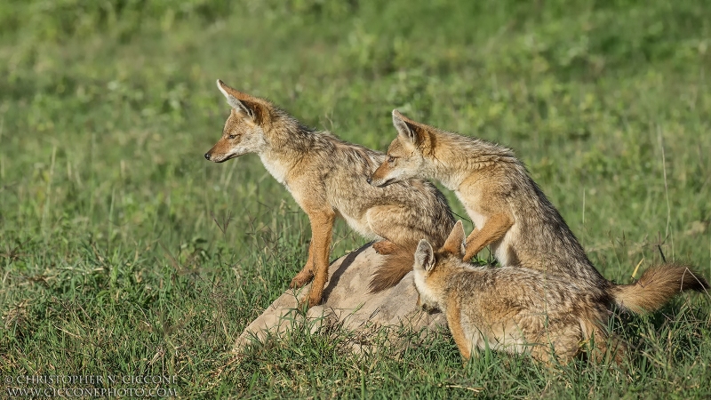 Common/Golden Jackal