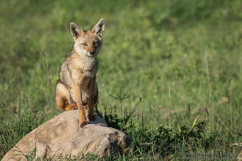 Common/Golden Jackal