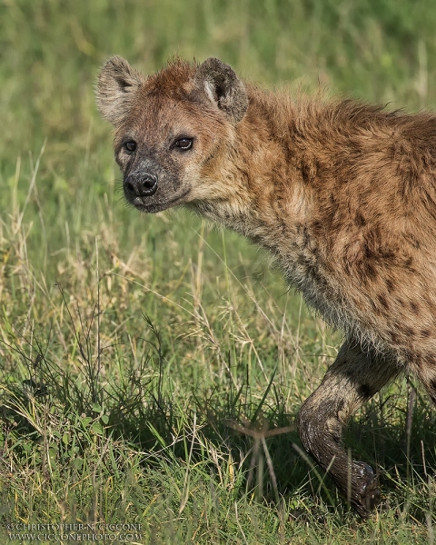 Spotted Hyaena