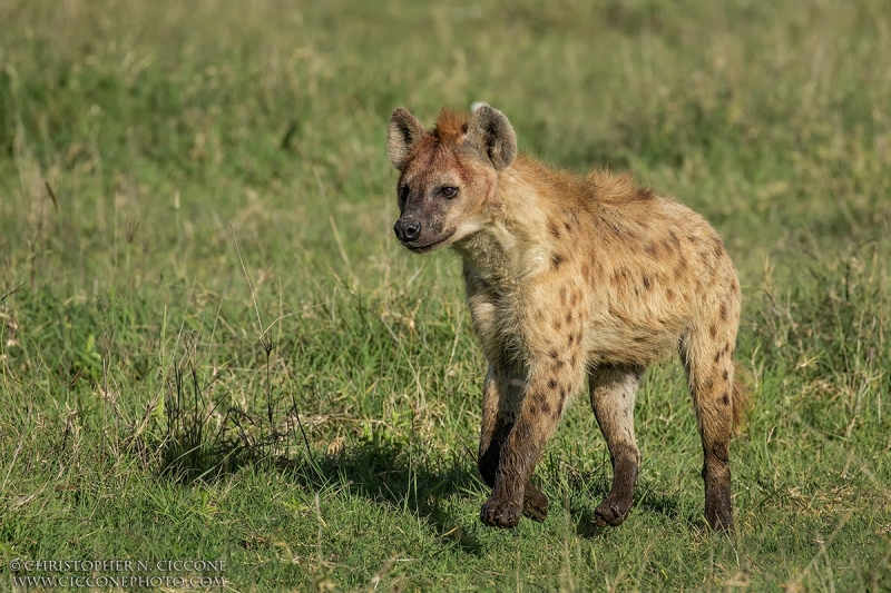 Spotted Hyaena