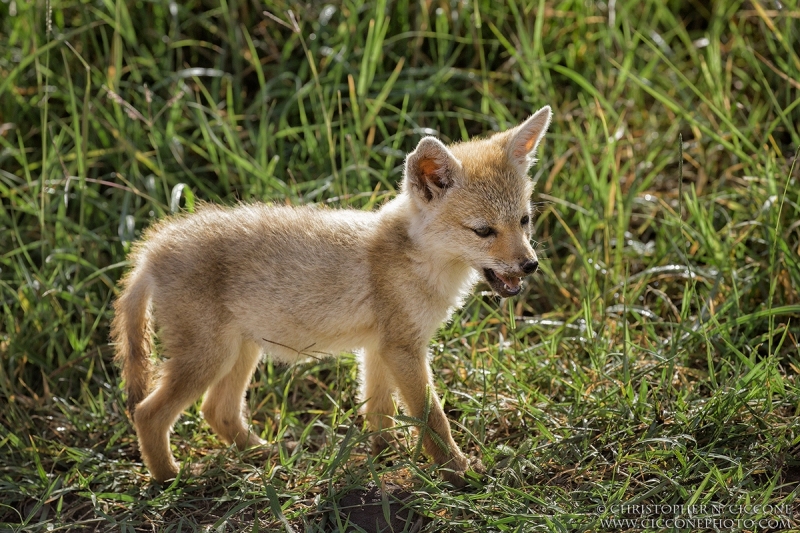 Common/Golden Jackal pup