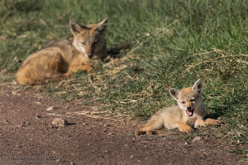 Common/Golden Jackal w/ pup