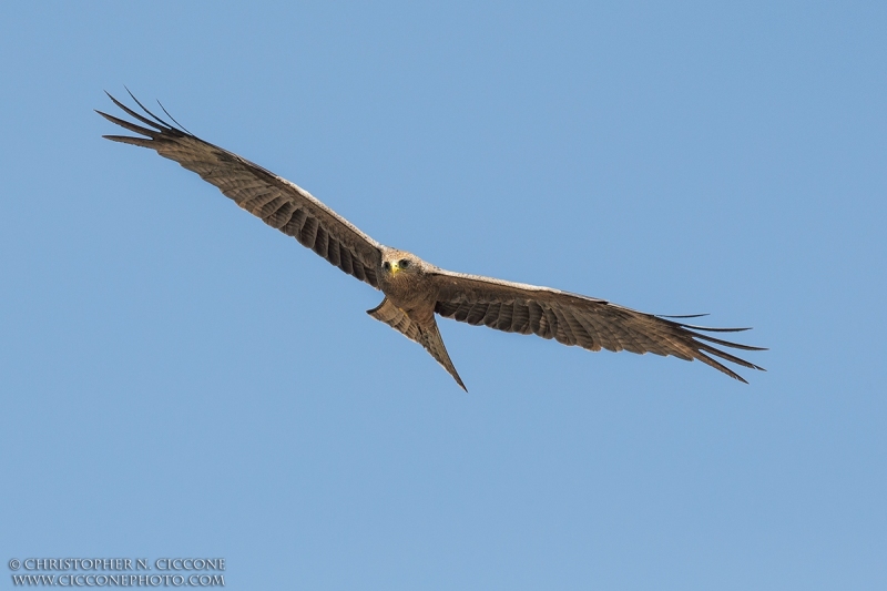 Black Kite