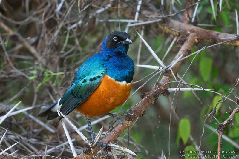 Superb Starling