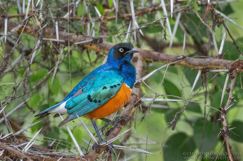 Superb Starling