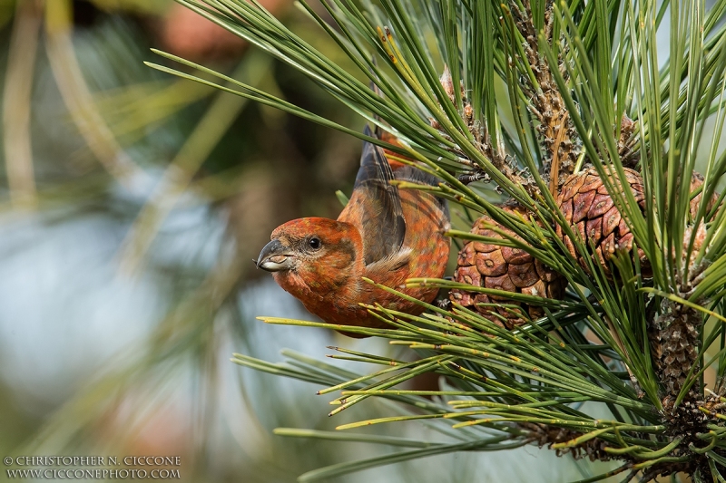 Red Crossbill