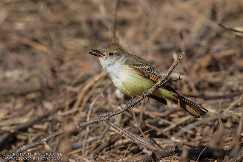 Ash-throated Flycatcher