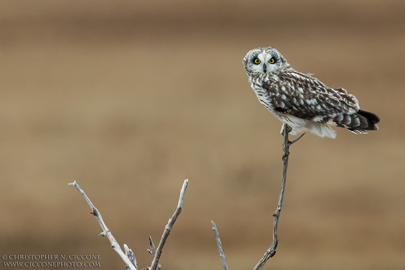 Short-eared Owl