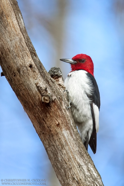 Red-headed Woodpecker