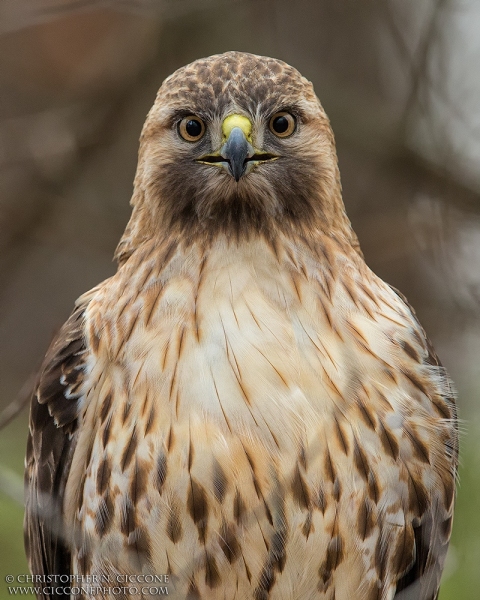 Red-tailed Hawk