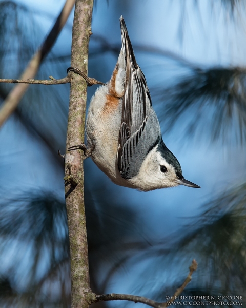 White-breasted Nuthatch