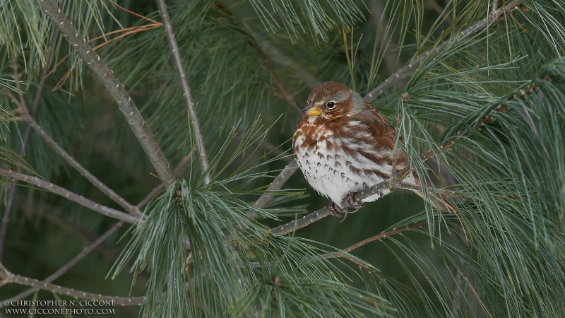 Fox Sparrow