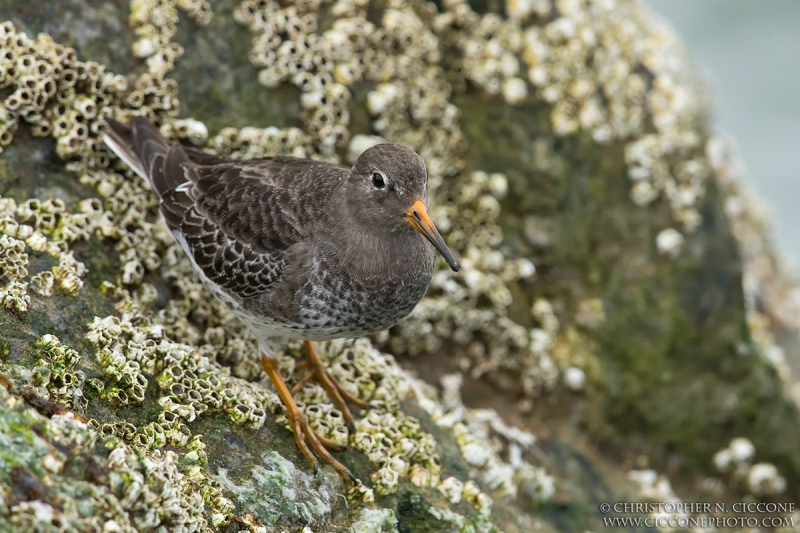 Purple Sandpiper