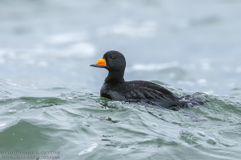 Black Scoter