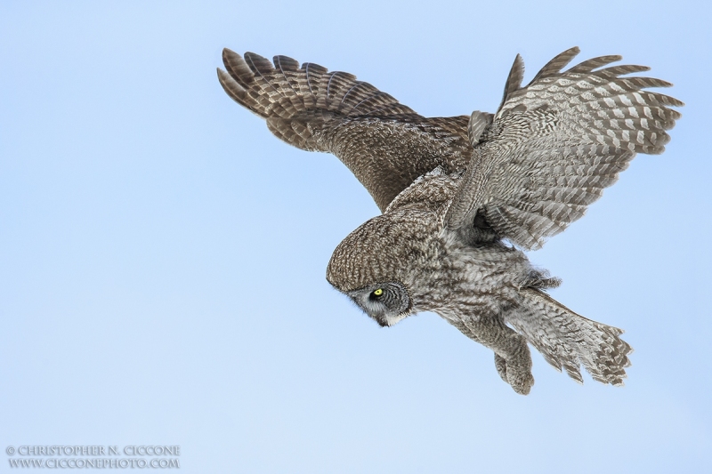 Great Gray Owl