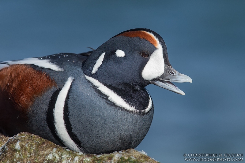 Harlequin Duck