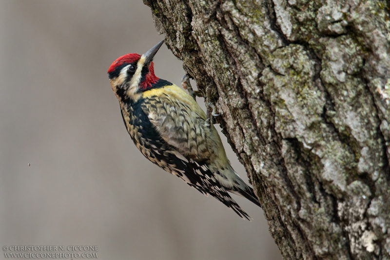 Yellow-bellied Sapsucker