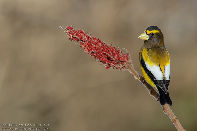 Evening Grosbeak