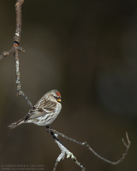 Common Redpoll