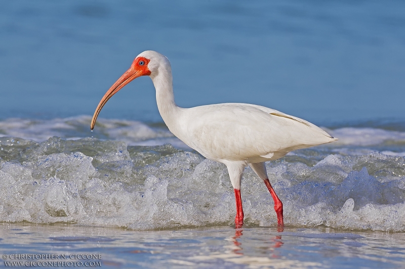 White Ibis