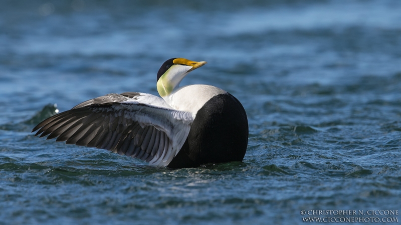 Common Eider