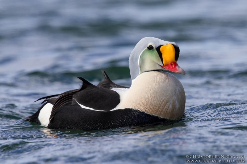 King Eider