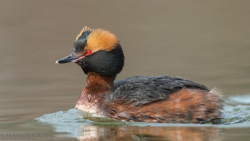 Horned Grebe