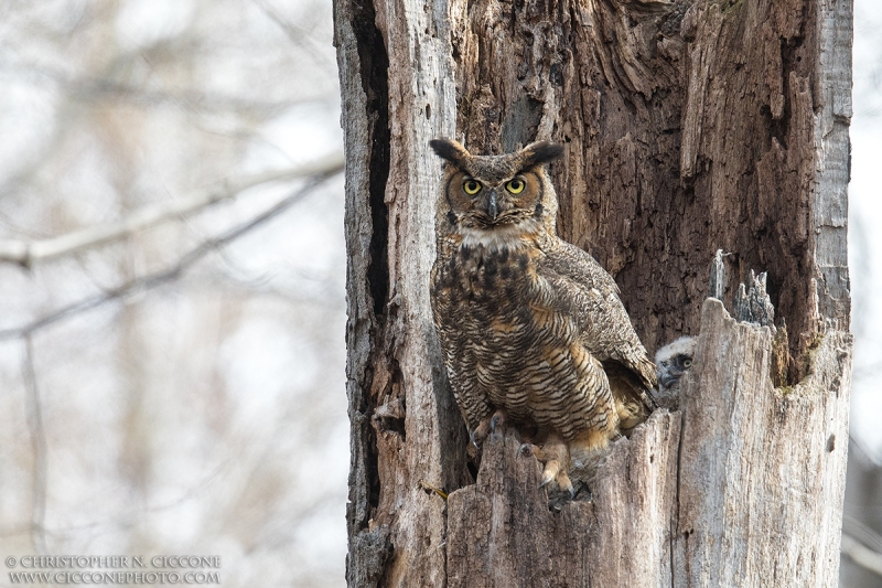 Great Horned Owl