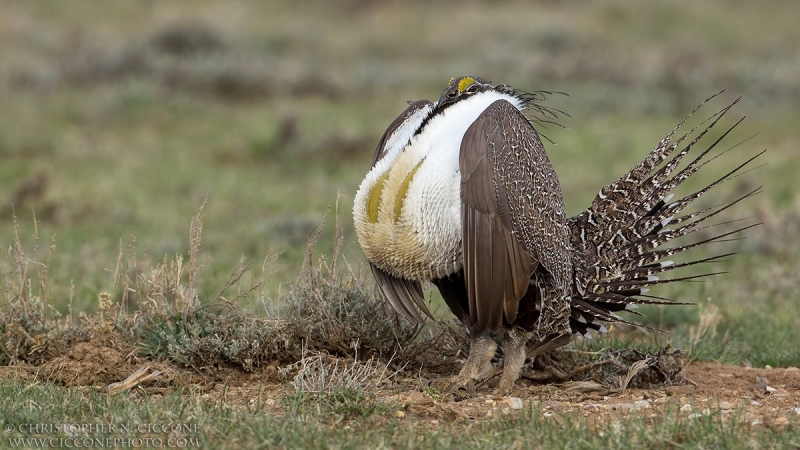 Greater Sage Grouse